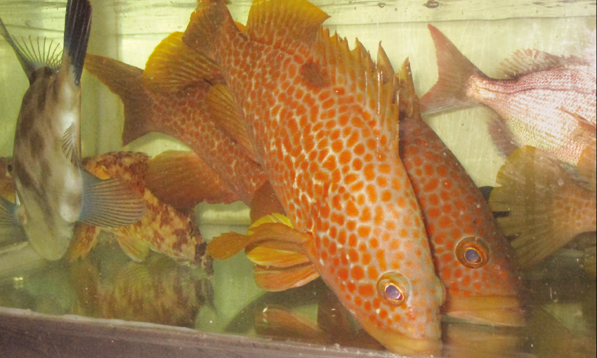 こだわった食材を料理